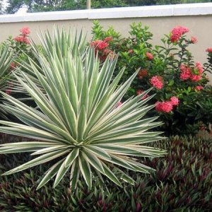 Juka vláknitá (Yucca filamentosa) ´IVORY TOWERS´ - výška 15-30 cm, kont. C1,5L